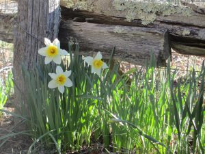 WI_buttercups_2016 WI_buttercups_2016